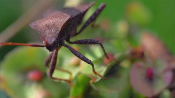 Макро разноцветный жук Dolycoris baccarum с длинными ногами, сидя на растении — стоковое видео