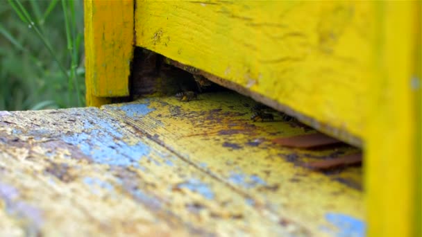 Colmena amarilla con abejas laboriosas , — Vídeo de stock