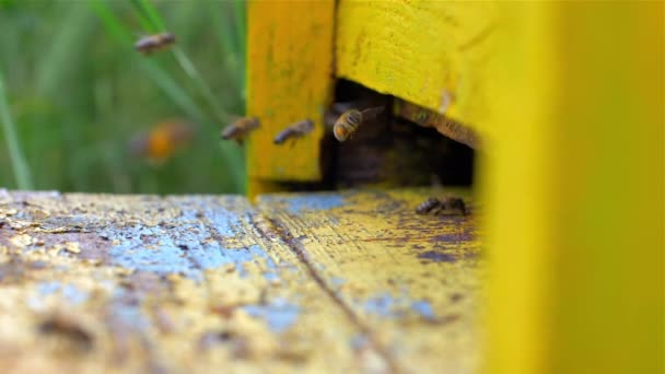 Colmena amarilla con abejas laboriosas , — Vídeos de Stock