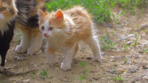 Dos gatitos de la calle mirando a la cámara — Vídeos de Stock