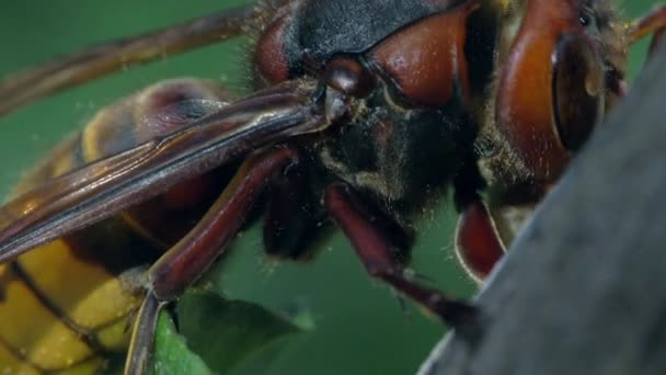 Hornet está comiendo. Vídeo macro — Vídeos de Stock