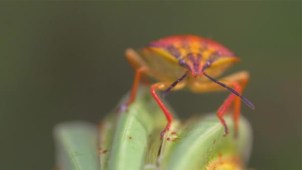 Макро разноцветный жук Dolycoris baccarum с длинными ногами, сидя на растении — стоковое видео