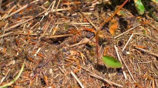 Des fourmis dans les bois. Vue du dessus — Video
