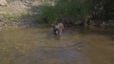 Köpek nehirde yüzüyor. Kanarya av köpek veya kanarya bulldog