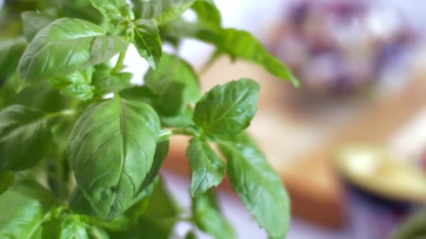 Fresh basil in a pot. Very aromatic spice — Stock Video