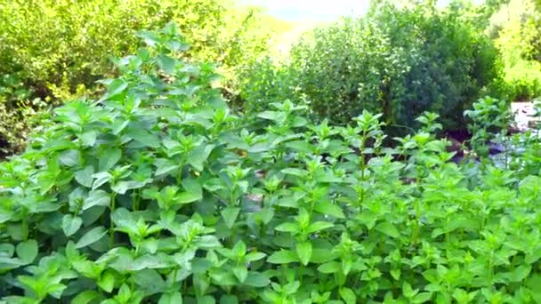 Menta. Fondo de hoja de menta fresca de cerca. Crecer menta de cerca — Vídeos de Stock