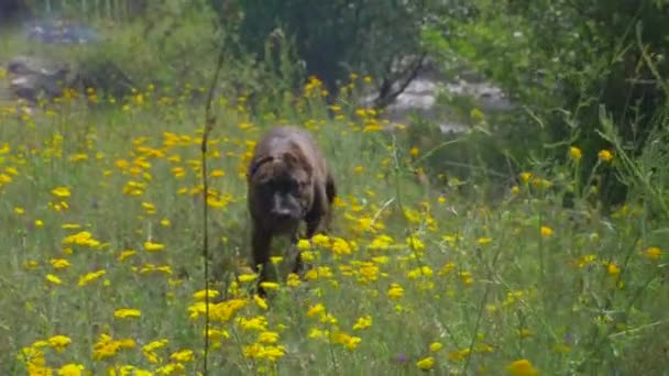 花で遊んでいる犬。カナリア獲物犬またはカナリアブルドッグ — ストック動画