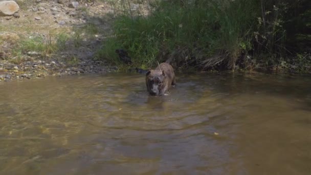 その犬は川で泳ぐ。カナリア獲物犬またはカナリアブルドッグ — ストック動画