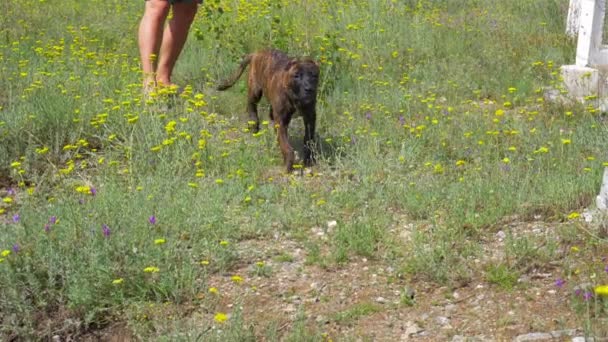 Hunden leker med en blomma. Canary Prey hund eller kanariefågel Bulldog — Stockvideo