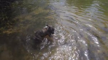 Köpek nehirde yüzüyor. Kanarya av köpek veya kanarya bulldog