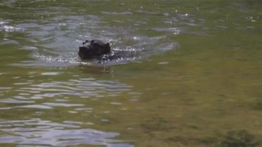 Köpek nehirde yüzüyor. Kanarya av köpek veya kanarya bulldog