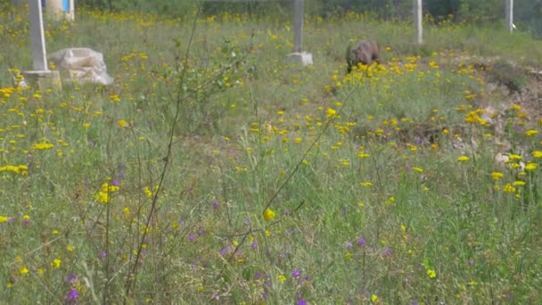 De hond speelt met een bloem. Canarische prooi hond of Canarische Bulldog — Stockvideo