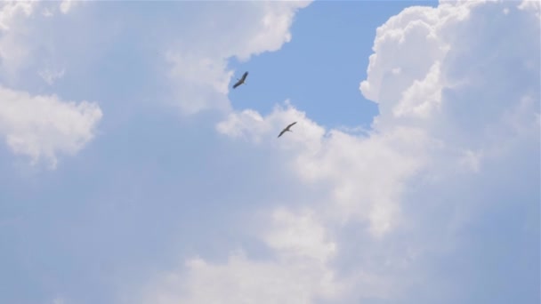 Dos cigüeñas vagan por el cielo azul — Vídeo de stock