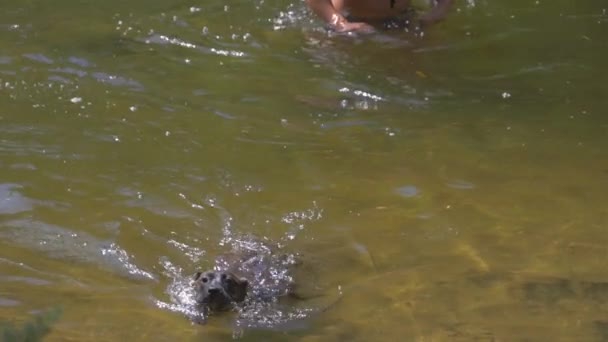 Il cane nuota nel fiume. Cane da preda canarino o bulldog canarino — Video Stock