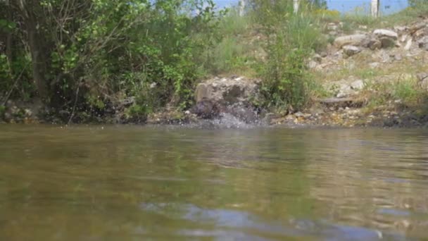 De hond zwemt in de rivier. Canarische prooi hond of Canarische Bulldog — Stockvideo