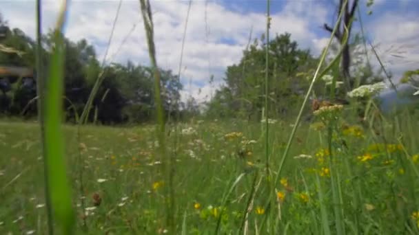 Kamera se pohybuje mezi trávou. Divoká zvěř s hmyzem — Stock video