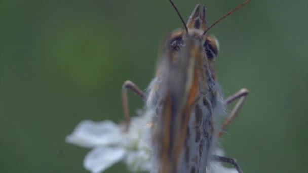 Pollination of white flowers. Slow motion — Stock Video