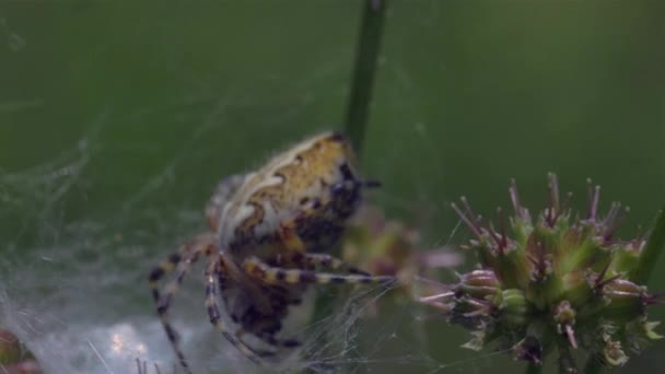 Spider Araneus se tient sur sa toile d'araignée 