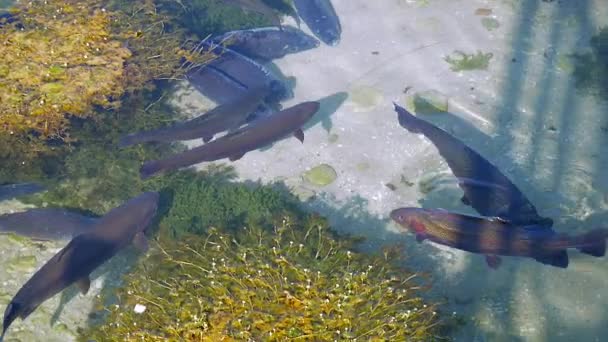 河里的鲑鱼鳟鱼 — 图库视频影像