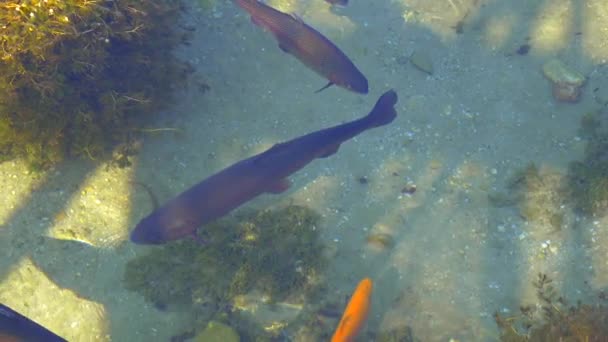 Trucha de salmón en un río — Vídeo de stock