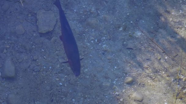 Trucha de salmón en un río — Vídeos de Stock