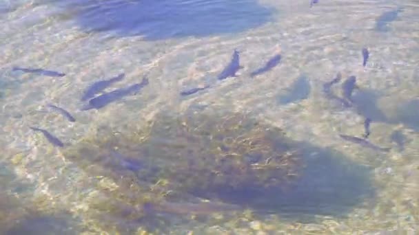 truite saumon dans une rivière 