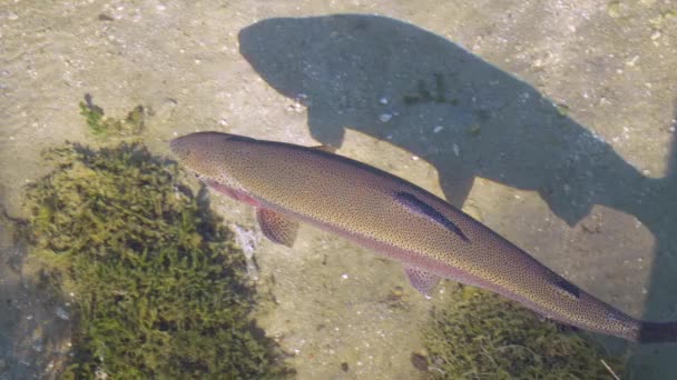 Trucha de salmón en un río — Vídeos de Stock