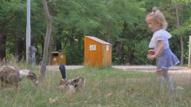 Küçük sarışın bir kız parkta ördekleri besliyor.