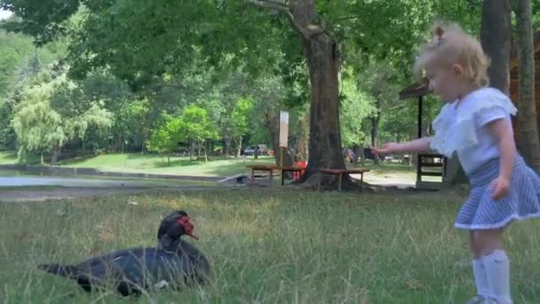 Маленька блондинка годує качок у парку — стокове відео