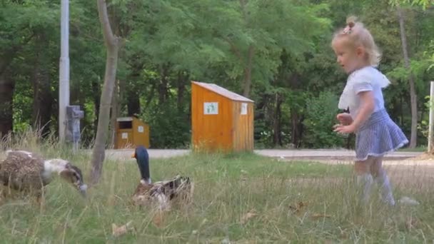 Egy kis szőke lány táplálja a kacsák a parkban — Stock videók
