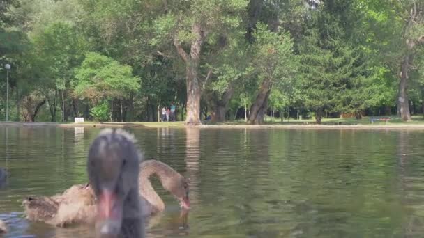Molti cigni nuotano sul lago . — Video Stock