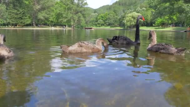 Muchos cisnes nadan en el lago . — Vídeos de Stock