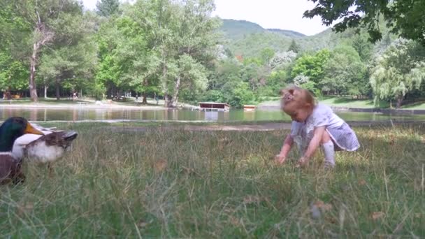 Ein kleines blondes Mädchen füttert die Enten im Park — Stockvideo