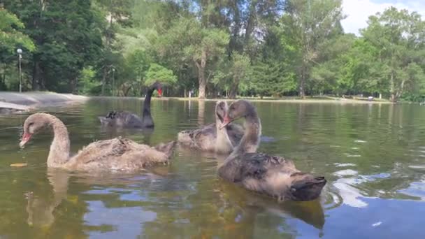 Molti cigni nuotano sul lago . — Video Stock