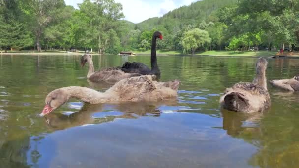 De nombreux cygnes nagent sur le lac . — Video