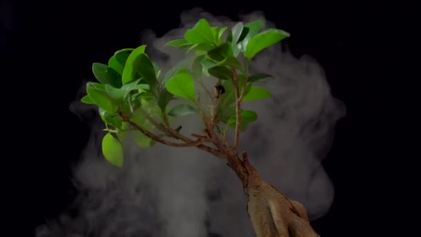 Humo en cámara lenta sobre fondo negro y ginseng . — Vídeo de stock