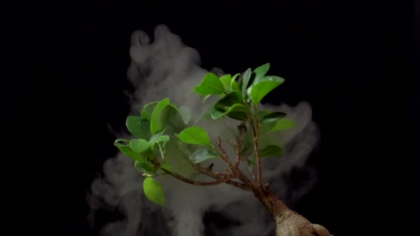 Füst lassú mozgásban a fekete háttér és a ginszeng. — Stock videók