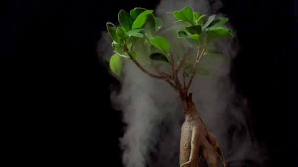 Smoke in slow motion on black background and ginseng. — Stock Video