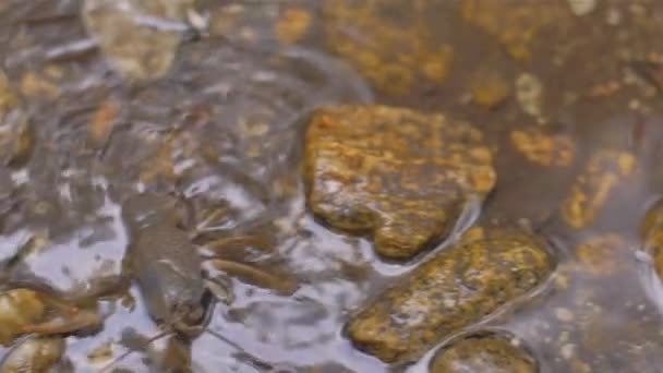 River cancer in the river swims — Stock Video