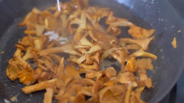 Mushrooms in frying pan closeup. Chanterelles — Stock Video