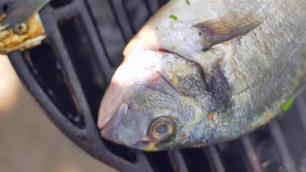 Gilt-cabeça bream dorade grelhado natureza — Vídeo de Stock