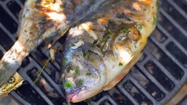 Goudkop brasem Dorade gegrilde natuur — Stockvideo