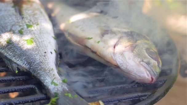 Gilt-cabeça bream dorade grelhado natureza — Vídeo de Stock