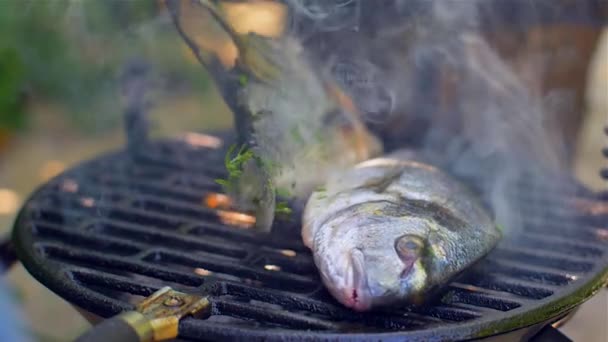 Gilt-cabeça bream dorade grelhado natureza — Vídeo de Stock