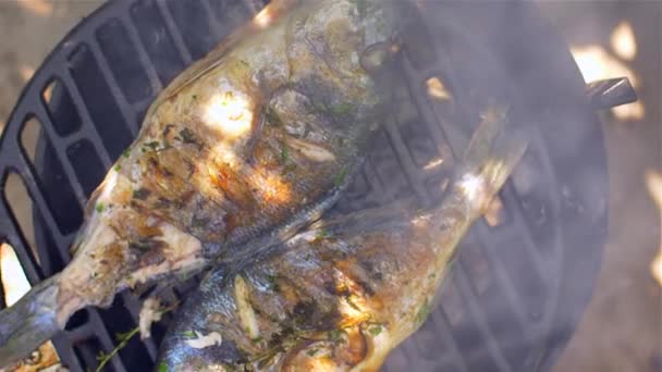 Gilt-head bream dorade grilled nature — Stock Video