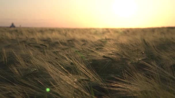 Seigle de plein champ au coucher du soleil — Video