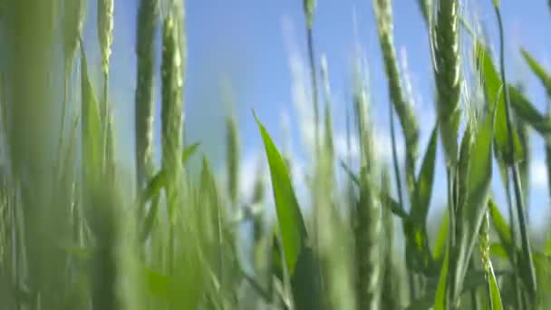 Spikes of green wheat — Stock Video