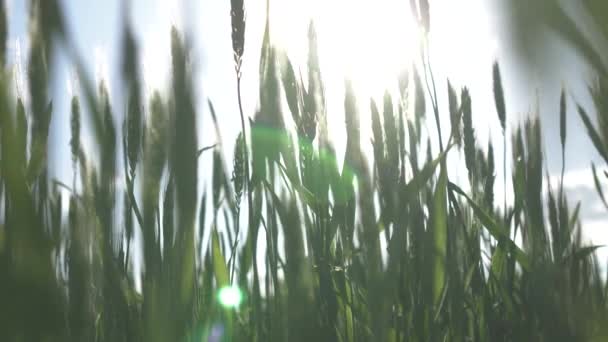 Spikes of green wheat — Stock Video