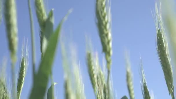 Spikes of green wheat — Stock Video