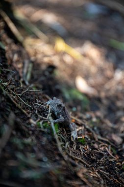Minik Kurbağa Orman zemininde Kamuflajlı Oturuyor
